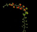 The wild progenitor of the tomato, Solanum pimpinellifolium.